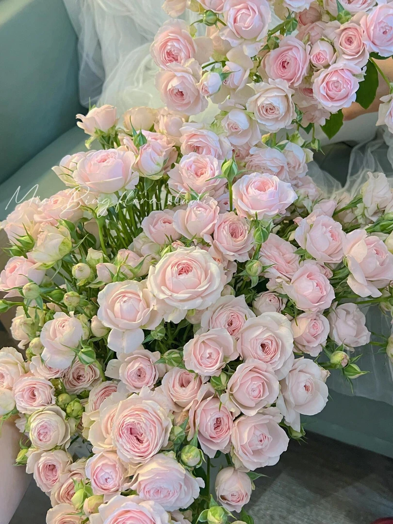 仙子之吻多头玫瑰水培鲜花花瓣薄收到需打理摘除外层花瓣