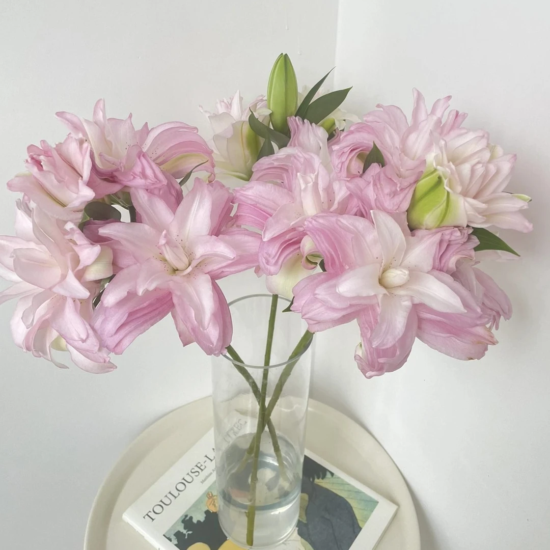 冲浪者重瓣百合渐变粉色有香味水培鲜花