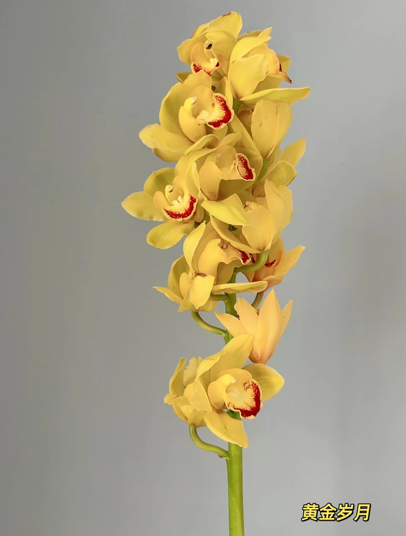 黄金岁月大花惠兰黄色鲜花水培