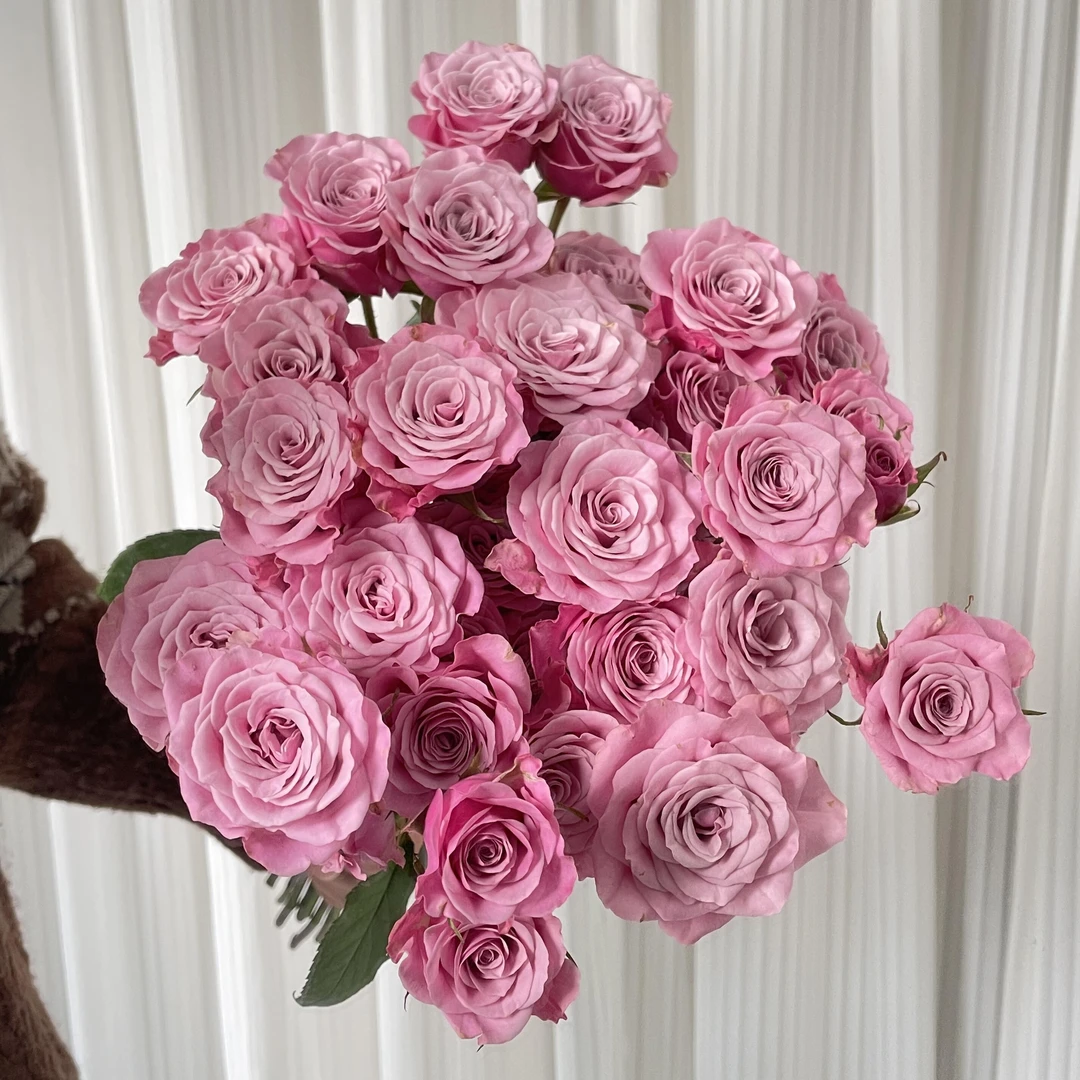 多头诺拉玫瑰紫粉色系易开炸有香味