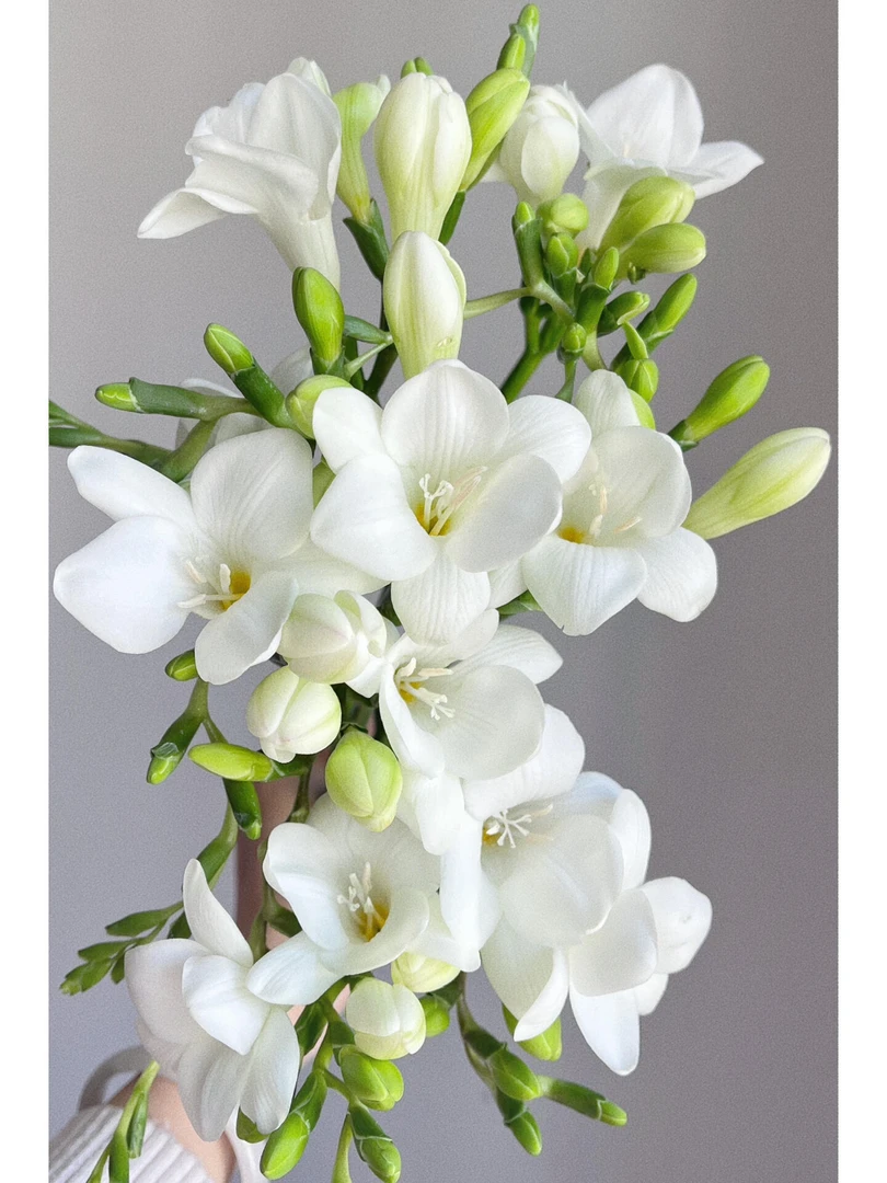 白色香雪兰鲜花水培花期长有香味