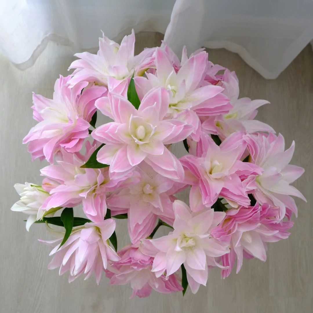 莲花皇后重瓣百合有香味水养鲜花