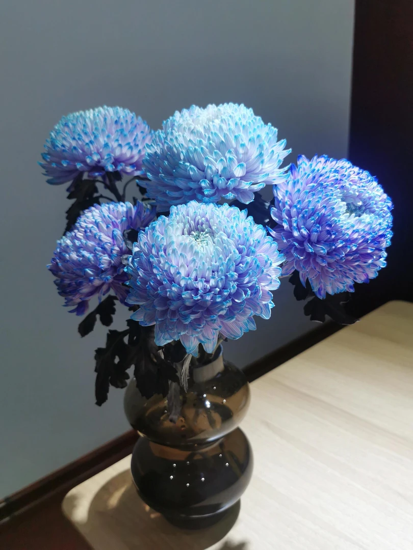 蓝水晶牡丹菊-富贵牡丹球菊水养鲜花
