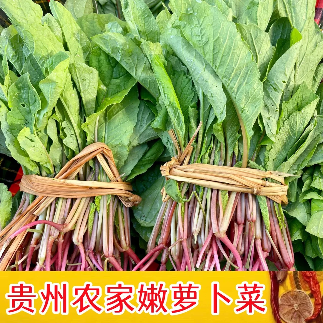 （主播专属）贵州新鲜萝卜菜萝卜苗可做萝卜酸菜泡菜腌制酸菜开胃