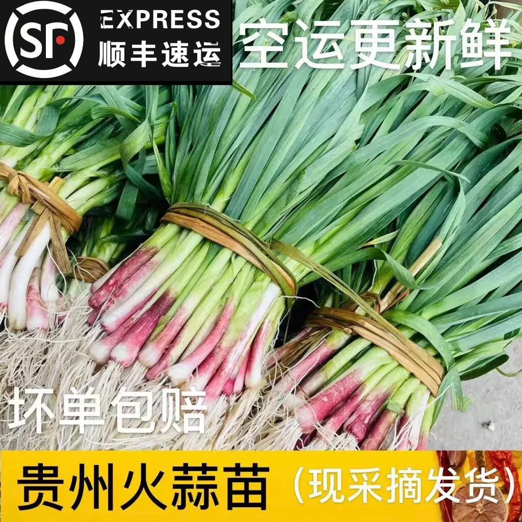 （顺丰）蒜苗新鲜贵州农家露天老品种大蒜苗蒜青香蒜红皮火蒜苗