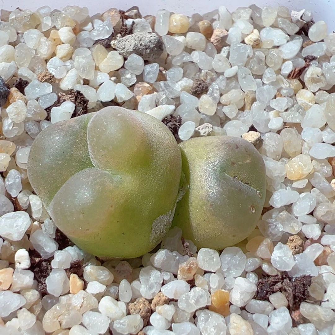 820-401.我的心都