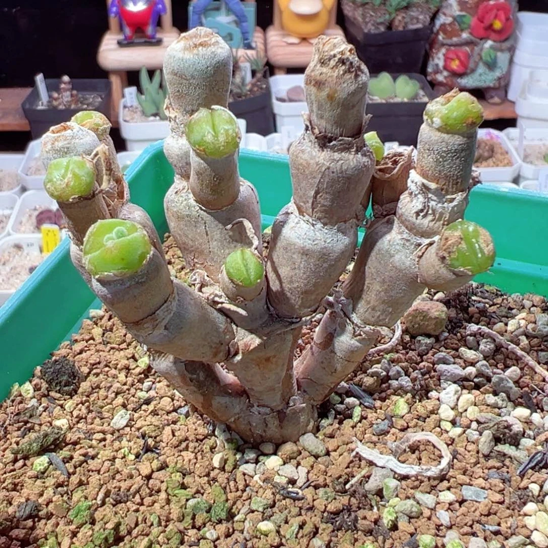 827-456.我是一只小小鸟