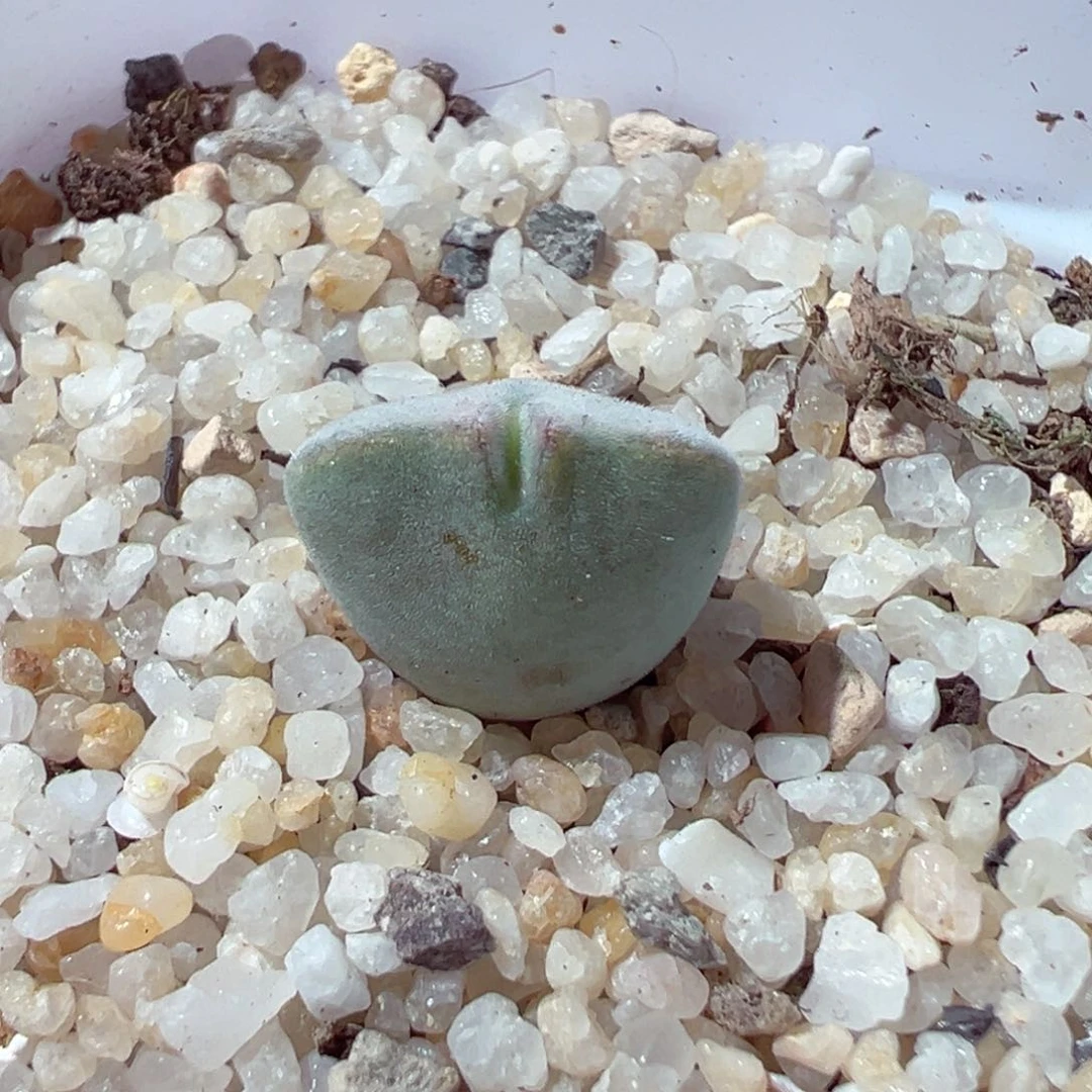 1017-301.我的心都