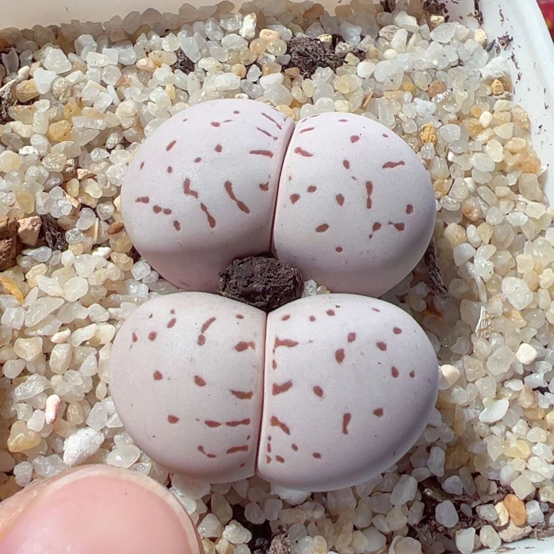 816-561.我的心都是