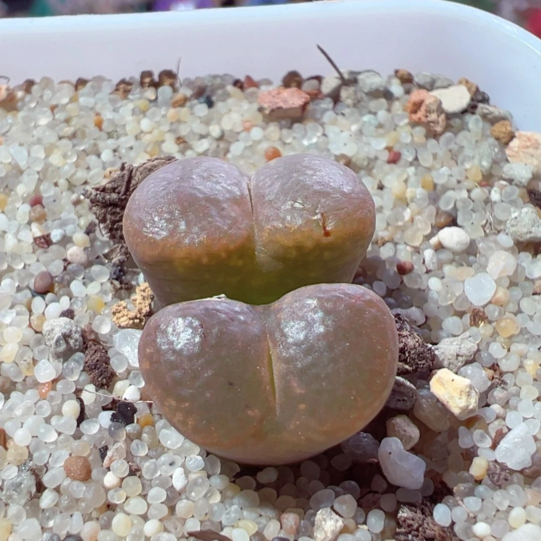 826-331.我的心都