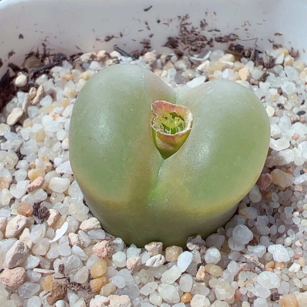 1024-260.我的心都