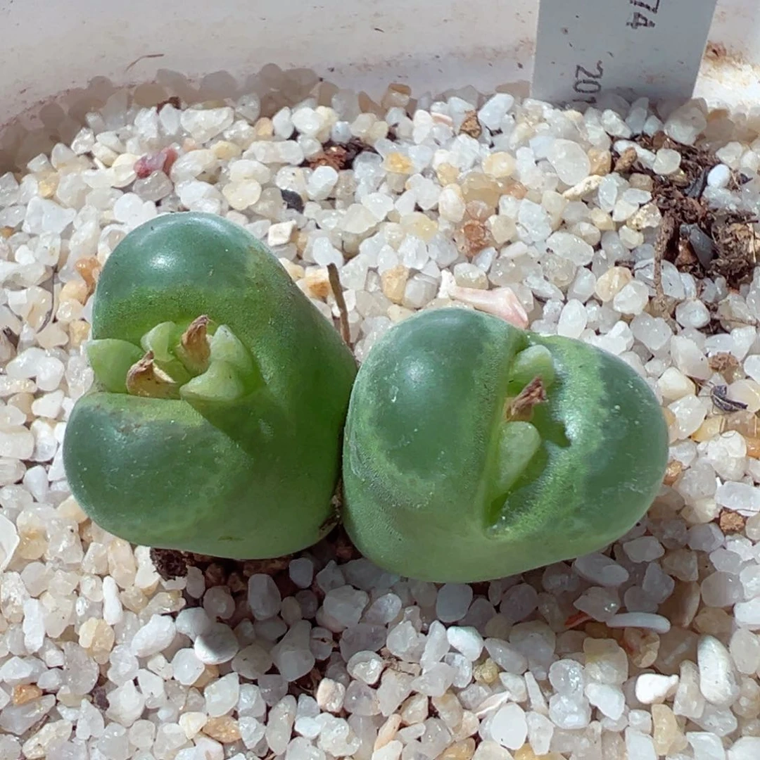 1023-160.我的心都