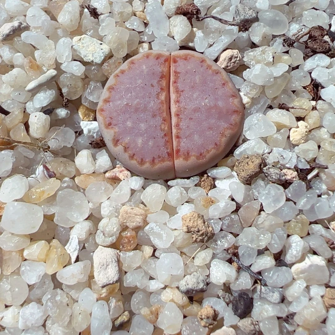 107-120.我的心都