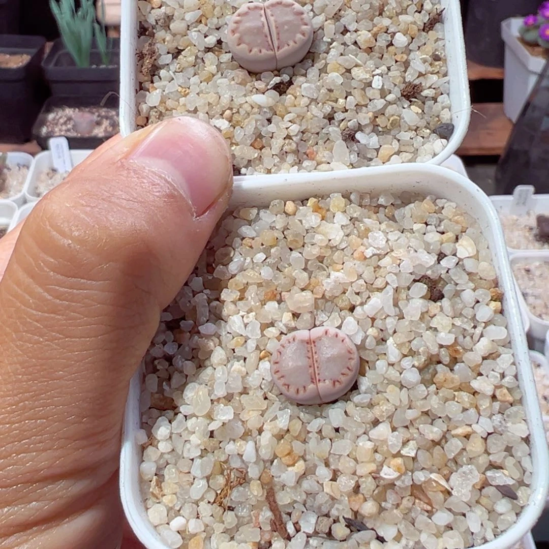 张*芩1016-155.我的心是