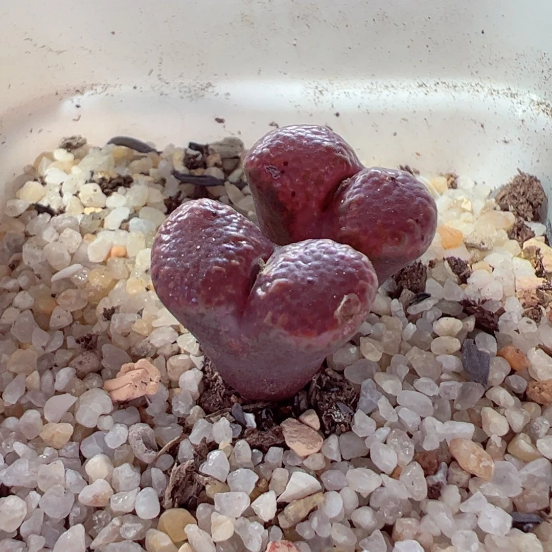 1023-122.我的心都