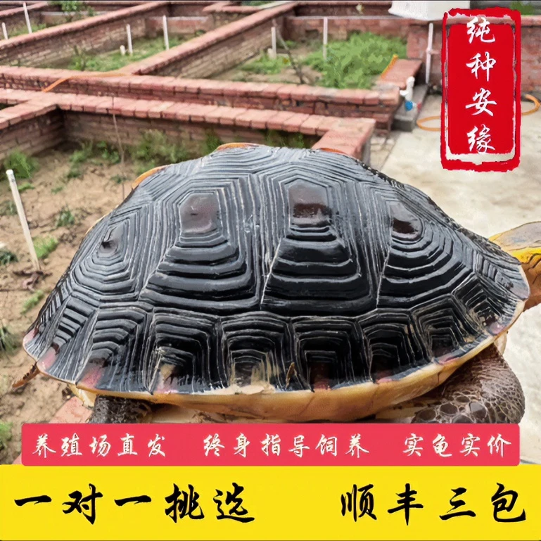 人工合法养殖龟龟闭壳龟直播间一对一挑选安缘龟黄缘龟