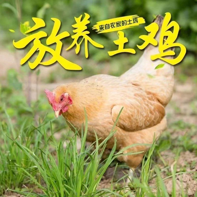 【拍一发三】散养2年土老母鸡带黄油蛋花土鸡每只净重2.5斤SF