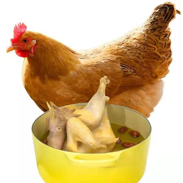 【拍一发三】黄油老母鸡 农家散养土鸡健康美味好吃每只净2斤含内脏