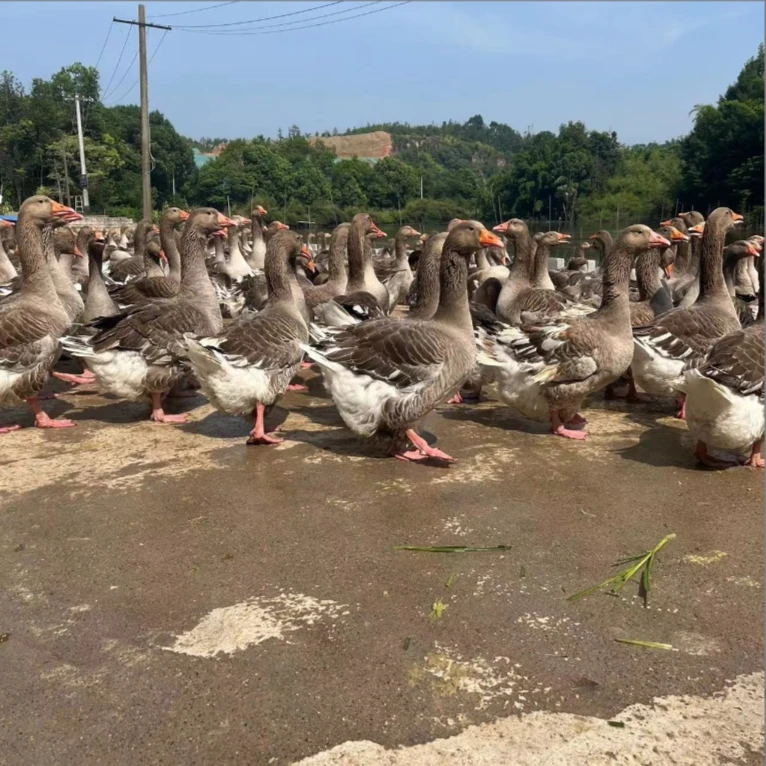 【九儿家】散养土鹅大鹅仔鹅现宰现发1只净重6斤左右内含心肝胗顺丰