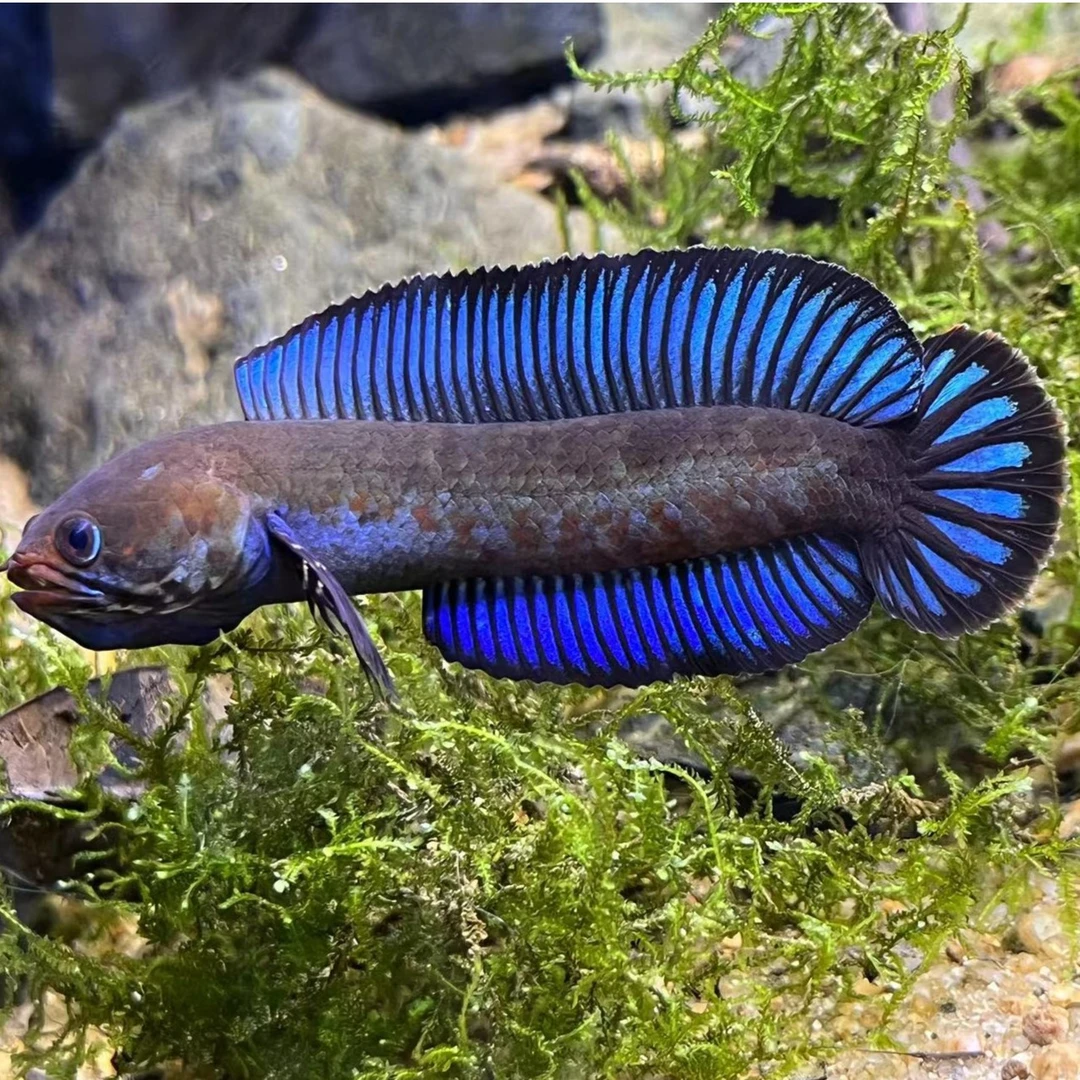 雷龙鱼 小型雷龙 阿萨姆雷龙饲养活体水族野生奶茶雷龙  亚热带鱼