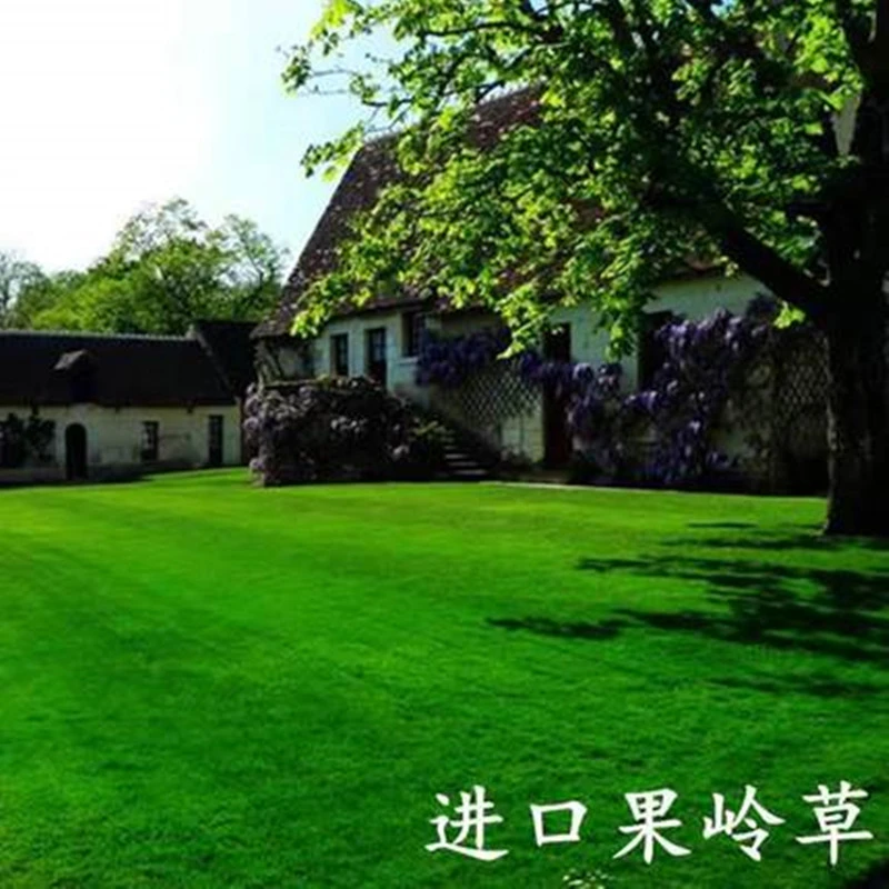 进口果岭草籽耐寒四季青庭院公园绿化工程护坡耐践踏草坪草种籽