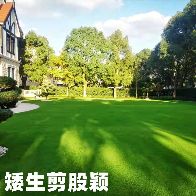 进口草坪草籽匍匐剪股颖四季青耐践踏矮生高档别墅庭院草皮种籽子