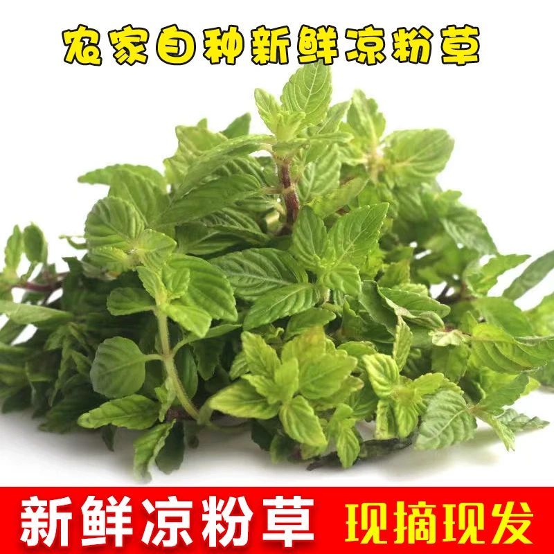 【限发广东圆通中通包邮】现摘现发新鲜绿凉粉草仙人草烧仙草2/10斤