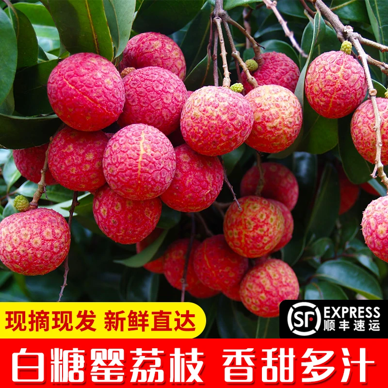 【广东专拍】顺丰/京东冷链陆运包邮现摘高州白糖罂妃子笑荔枝