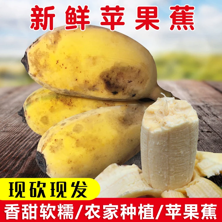 现摘广东高州苹果蕉粉糯香甜无催熟剂新鲜水果3/5/9斤单果60-130g