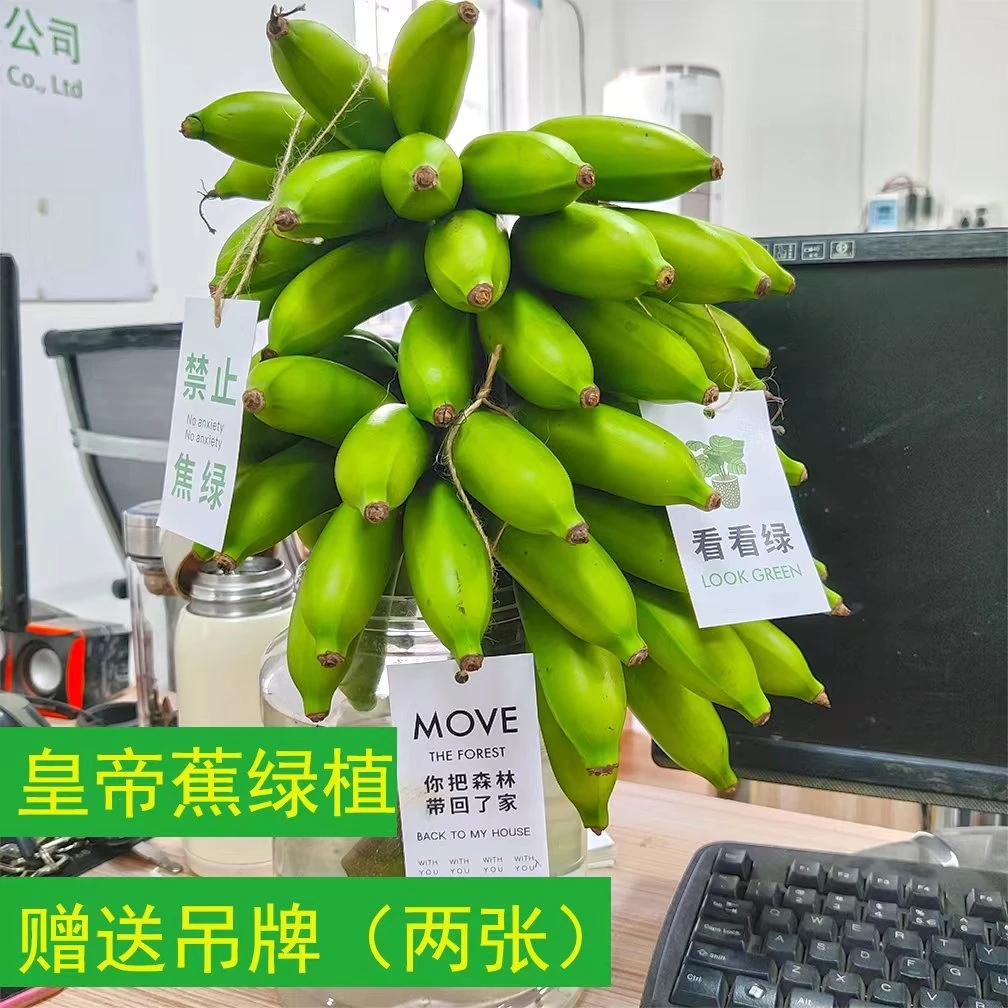 【禁止蕉绿】整串带杆香蕉办公室水培插花绿植新鲜皇帝蕉小米蕉