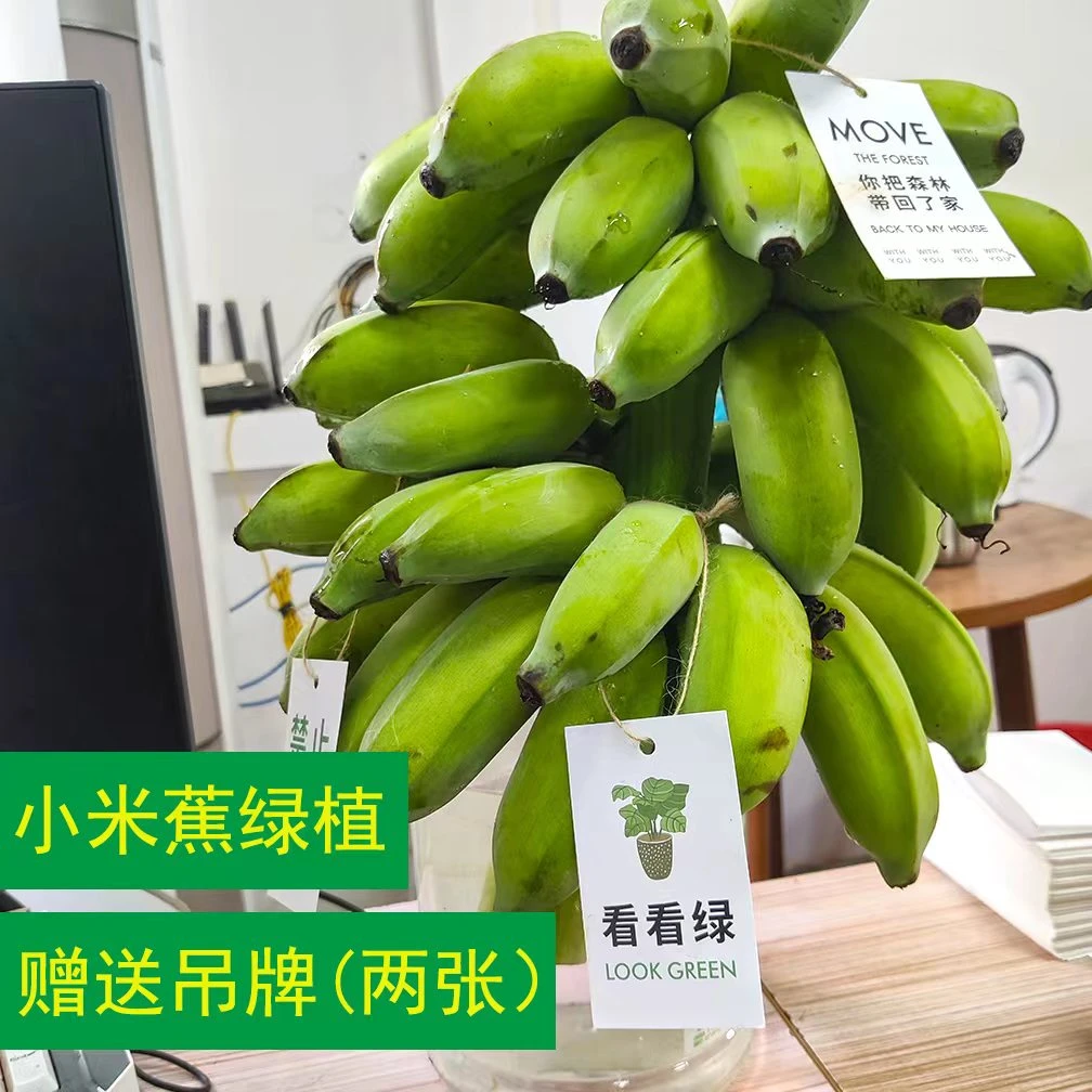 【禁止蕉绿】新鲜整串带杆小米蕉粉蕉香蕉