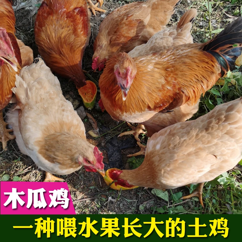 木瓜鸡果园放养项鸡农家散养三黄鸡麻鸡皮爽肉甜土鸡母鸡美味草鸡