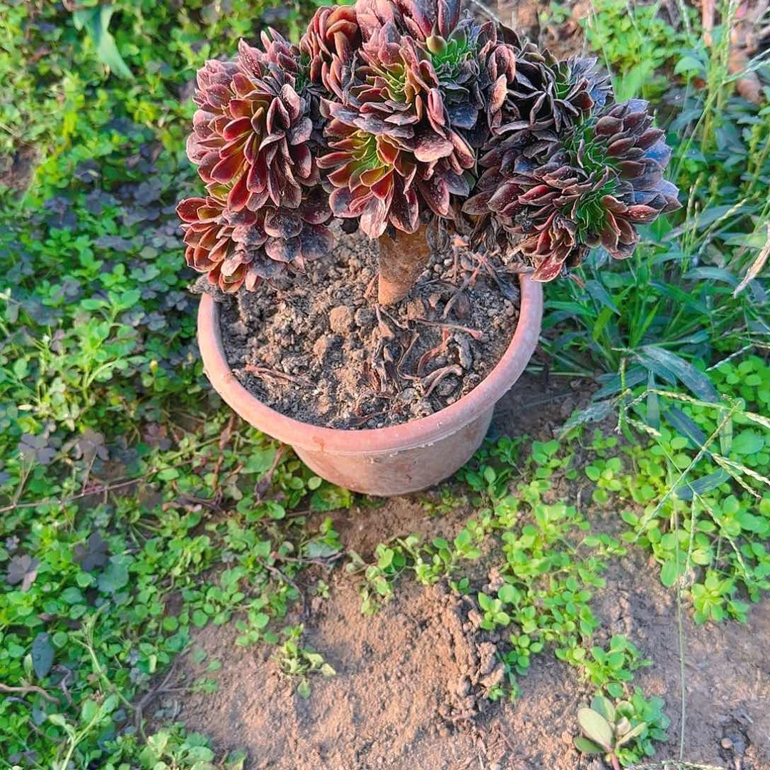 齐*欧嘉莉缀话脱土发货