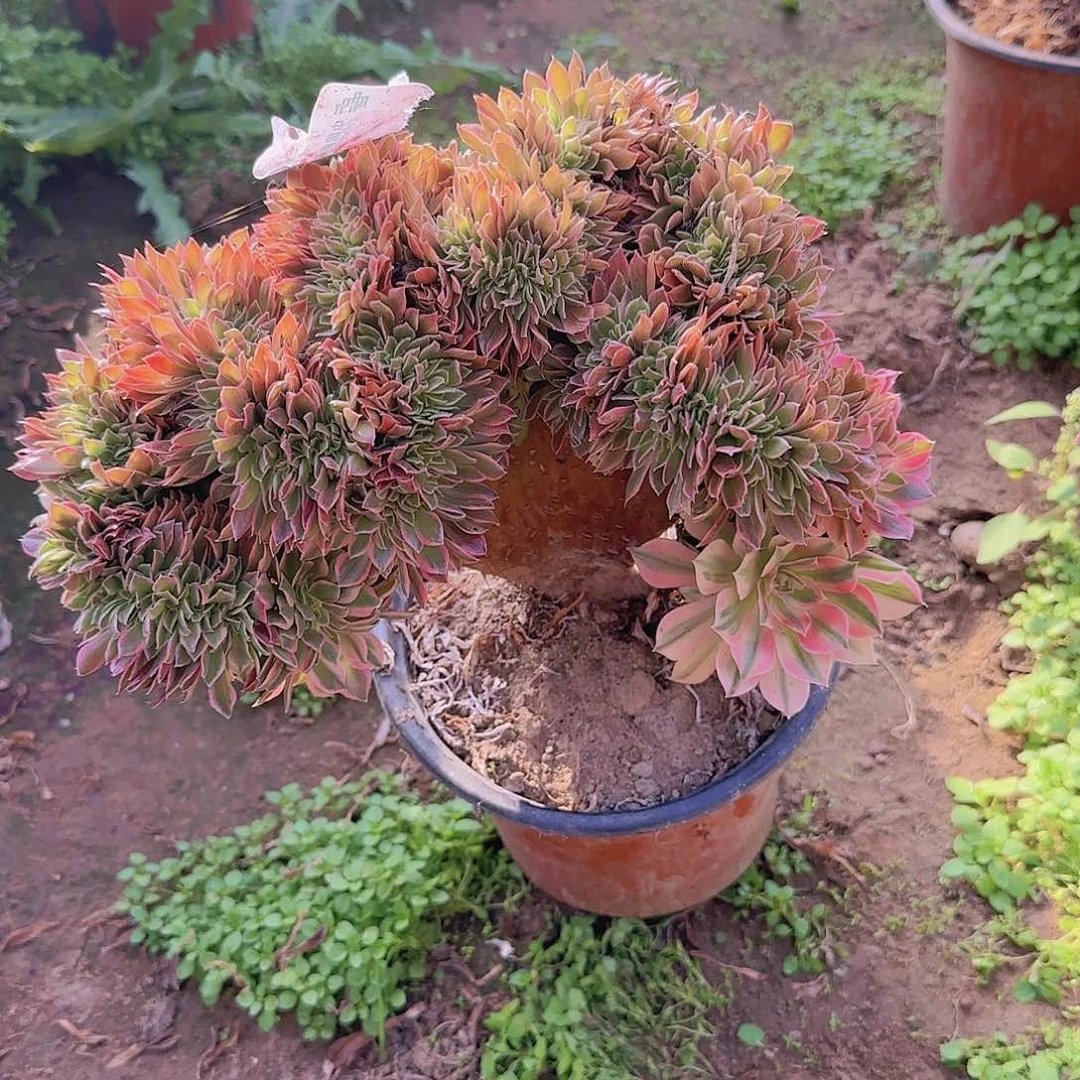 淘**奶女神缀话脱土发货