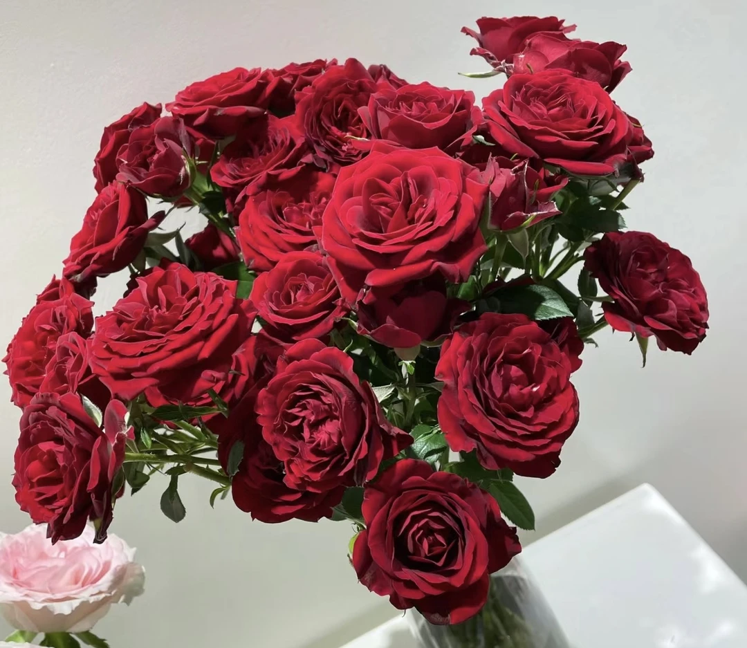 【红丝绒】 180盆 四季开花月季 庭院阳台盆栽 观赏花卉