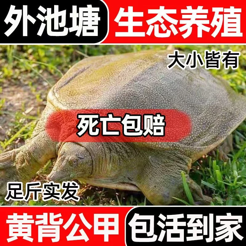 外塘5年公甲鱼1只3.5-4斤