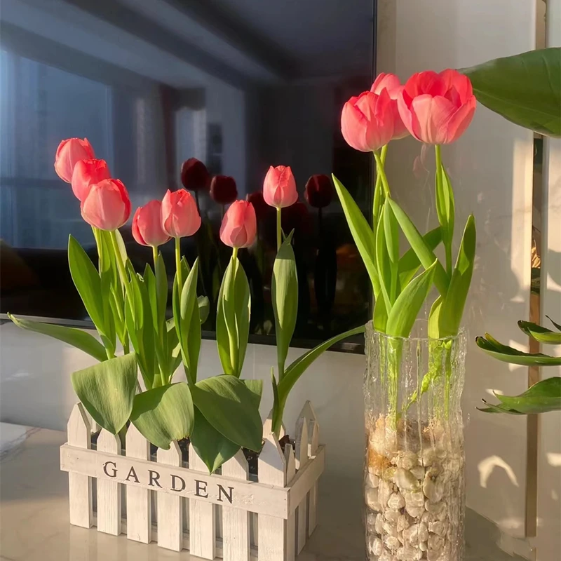 进口郁金香种球带芽5度球水培土培好养室内外多年生花卉盆栽植物