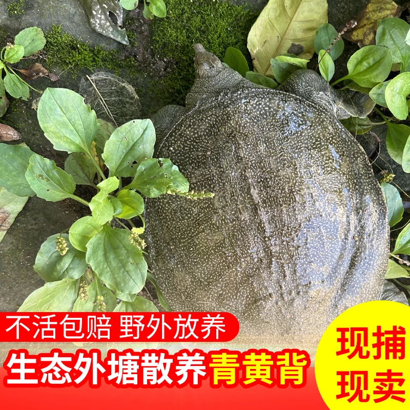 【亏本冲量发3只】三只4-5斤 鲜活生态放养甲鱼 京东顺丰冷链包邮