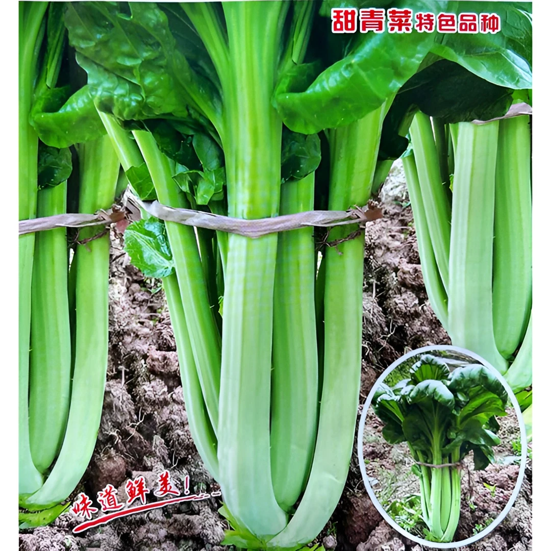 大棵捆杆青菜种子 芽菜种子甜杆青菜种子牛耳朵青菜 抗病耐热耐寒