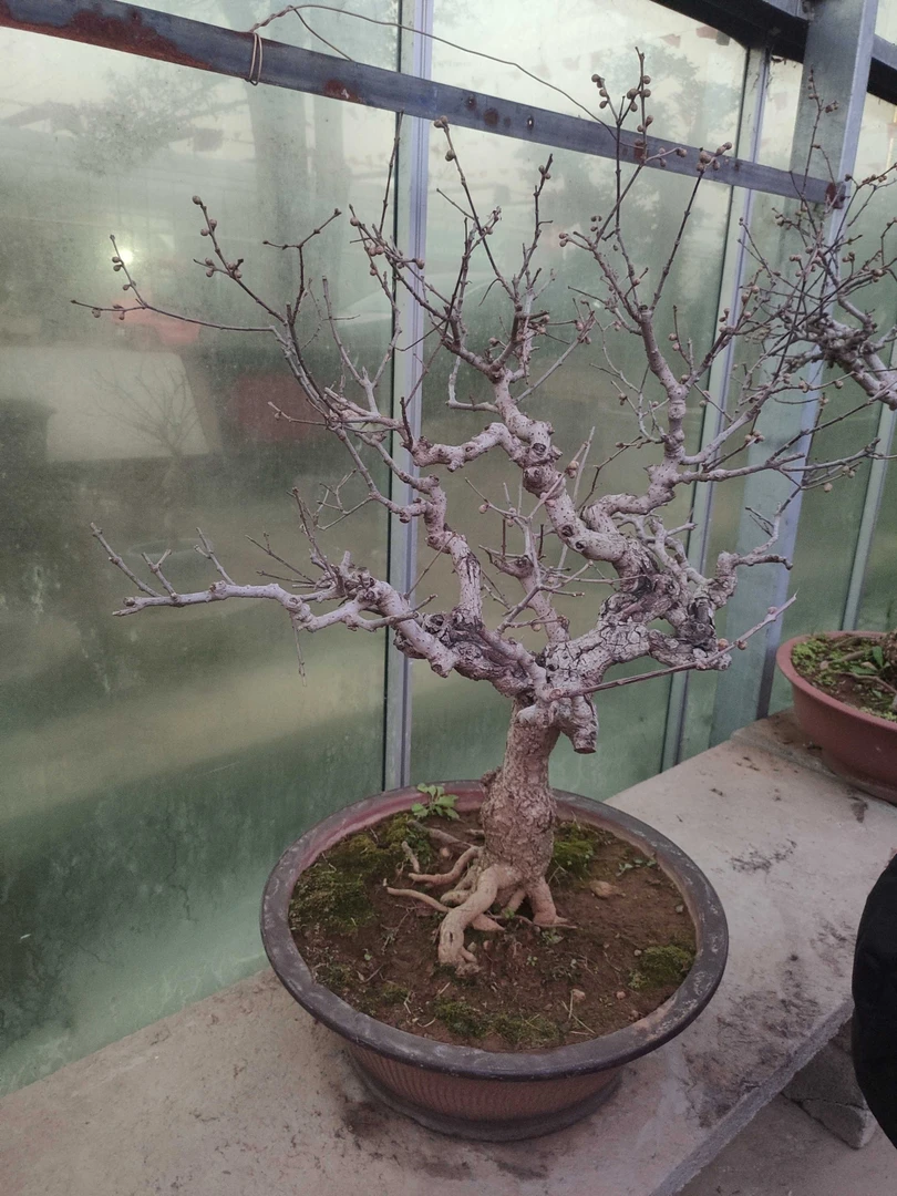 老桩腊梅，开花美丽还很香哦！