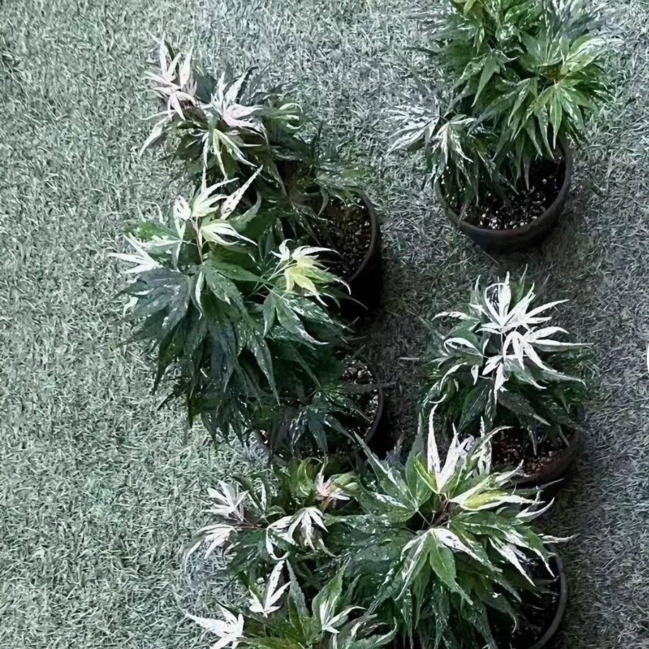 精品榆树抱石盆景造型树罗汉松黄杨