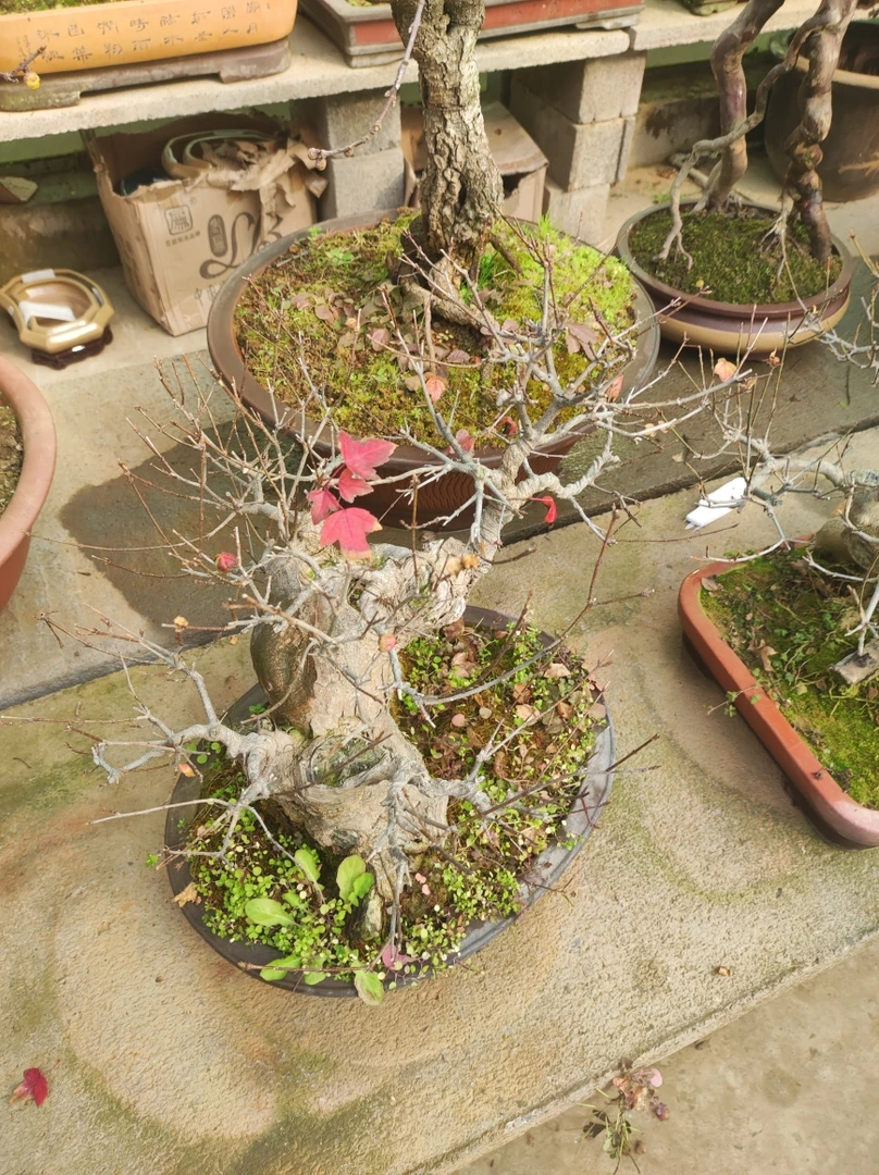 精品盆景三角枫枫树红枫