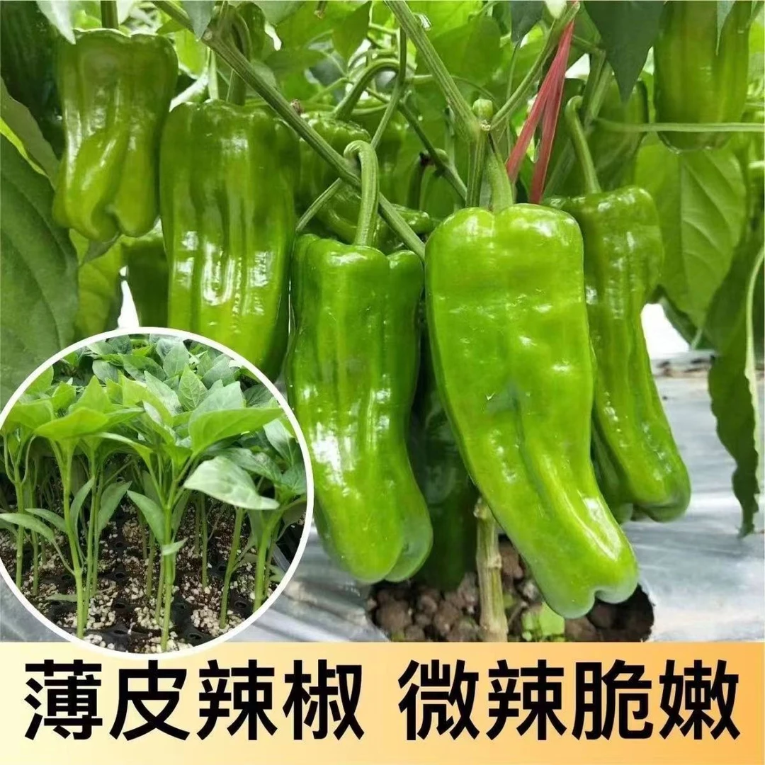 薄皮辣椒苏椒种子苗长泡椒微辣春季四季阳台盆栽辣椒种籽孑蔬菜苗