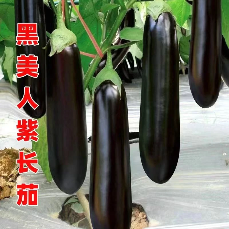 黑美人紫长茄苗高产苗种苗露天大棚四季种植盆栽地栽