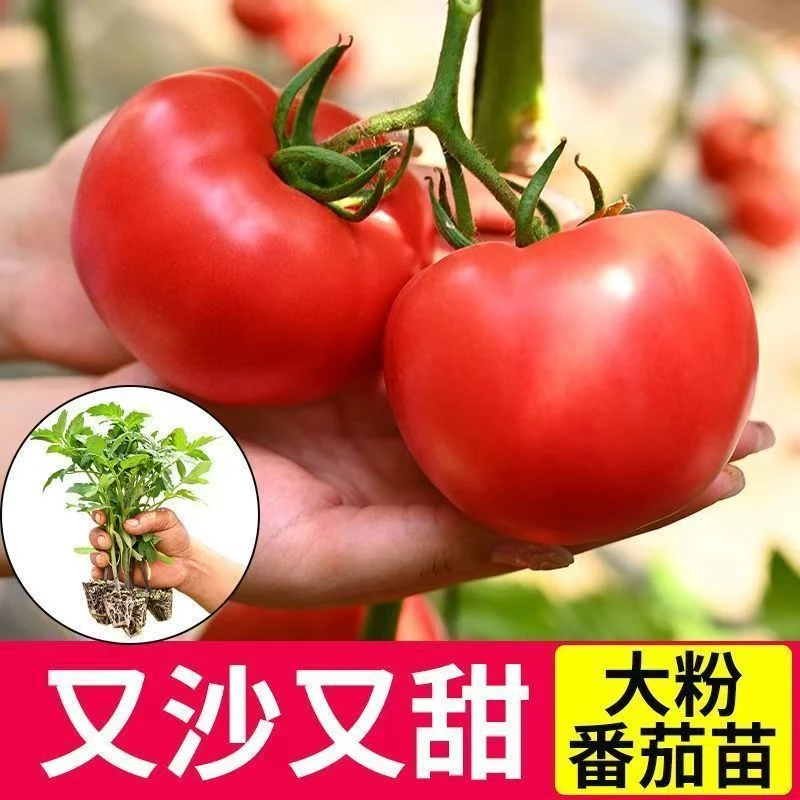 番茄秧苗种籽苗大粉西红柿苗子苗秧高产大秧果老品种