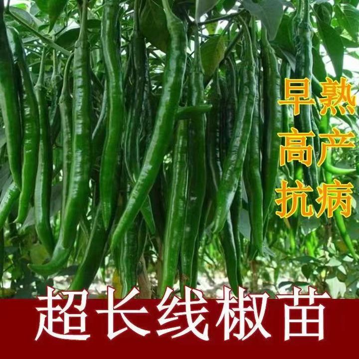 辣椒苗高产线椒苗秧苗批发长线辣椒香辣二荆条微辣不辣盆栽蔬菜苗