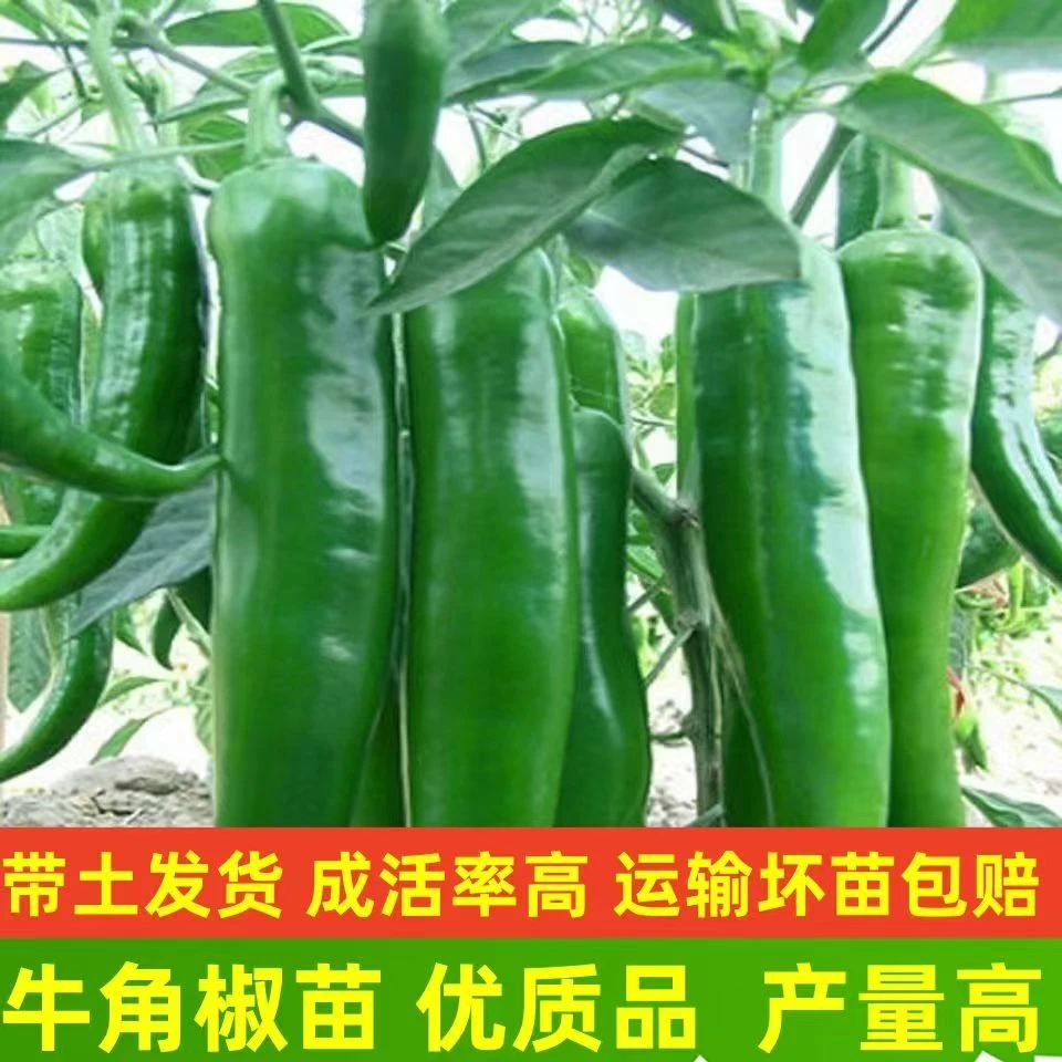 辣椒苗牛角椒苗 螺丝椒苗 线椒苗 薄皮椒苗 红甜椒苗春季蔬菜种植
