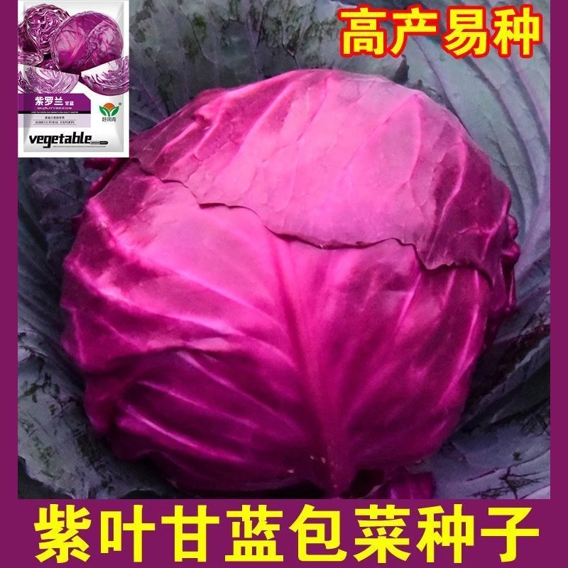 【秋种】紫罗兰紫甘蓝蔬菜种子大全四季紫色大头菜紫色包菜秋冬育苗