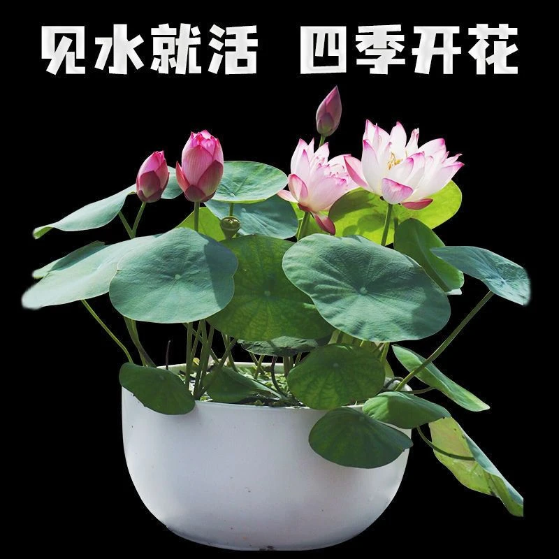 【开春新品】【四季开花】碗莲种四季开花水培水养绿植睡莲花盆种