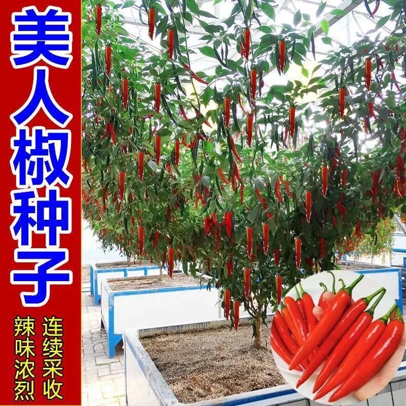 【耐热耐寒】摘不败美人椒种子超辣红尖椒长辣椒种子特香辣四季种植